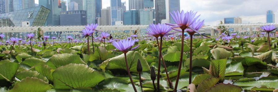 A la découverte de la Cité-État